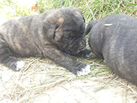 cucciolo cane corso tigrato